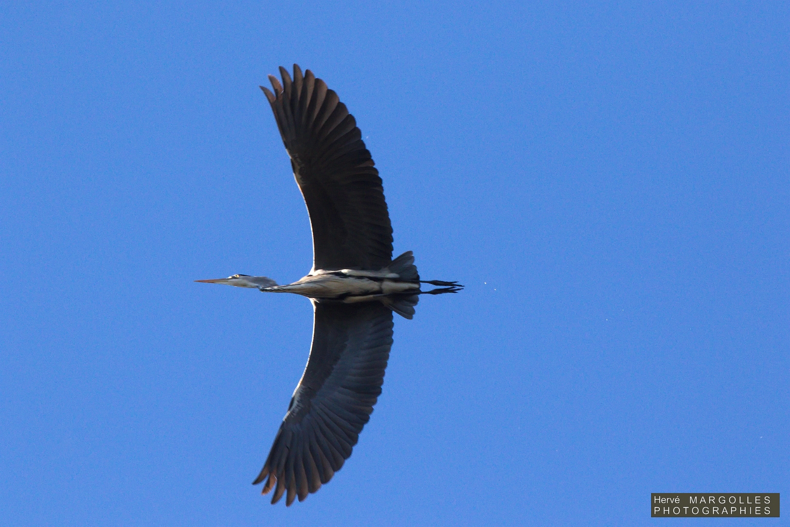 Heron cendre-06.jpg